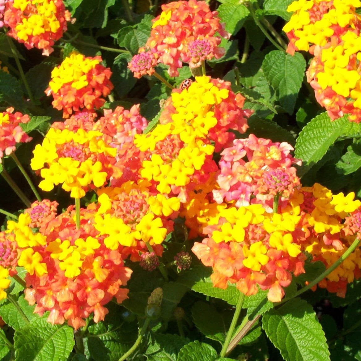 Lantana camara ‘Miss Huff’