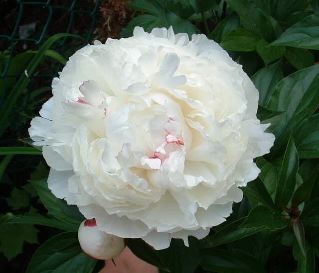 Paeonia ‘Shirley Temple’ (Peony)
