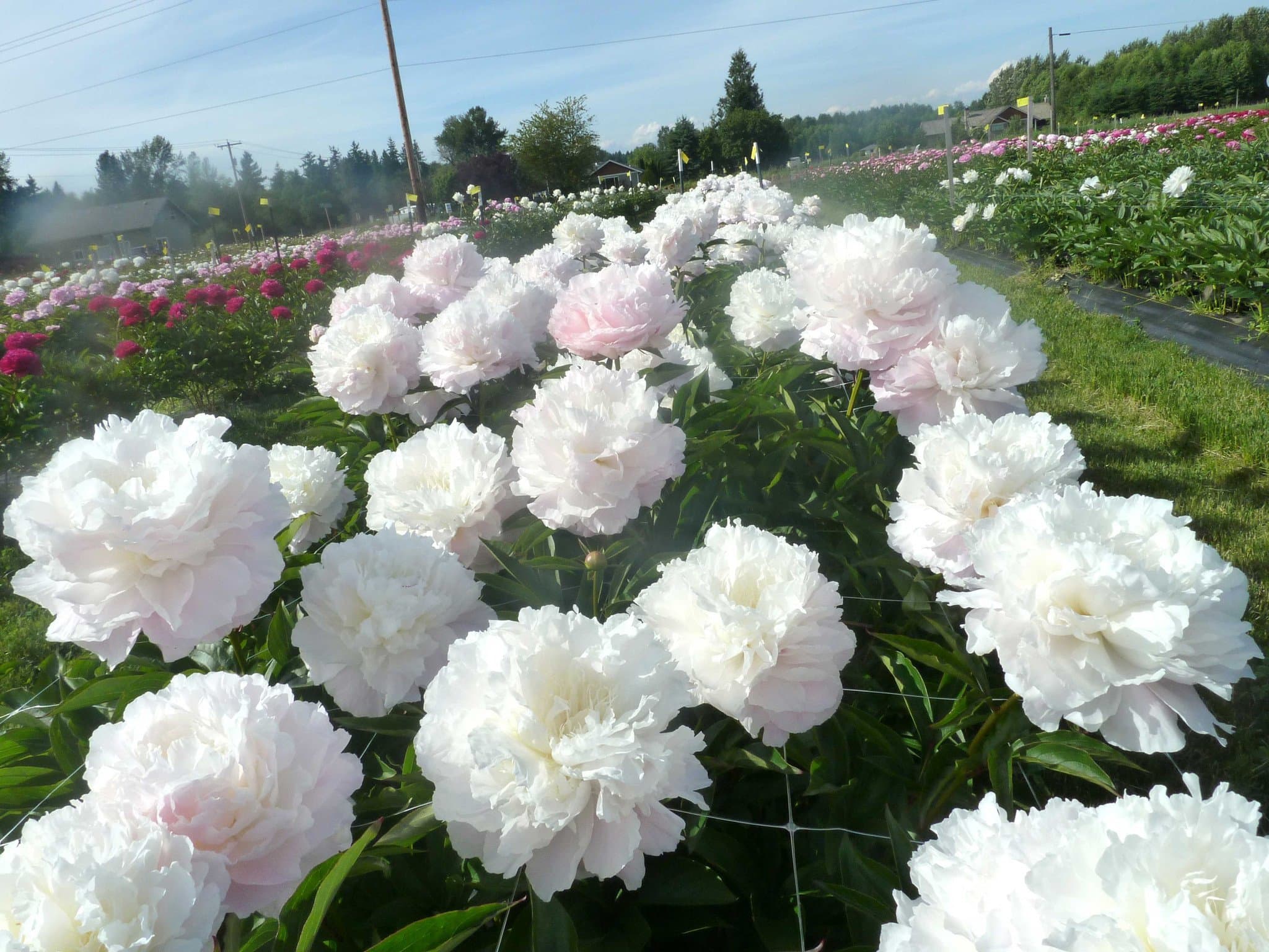 Paeonia ‘Shirley Temple’ (Peony) - thumbnail 2