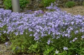 Phlox divaricata ‘Blue Moon’ - thumbnail 2