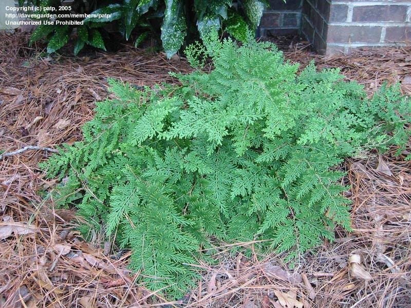 Selaginella braunii (Arborvitae Fern)