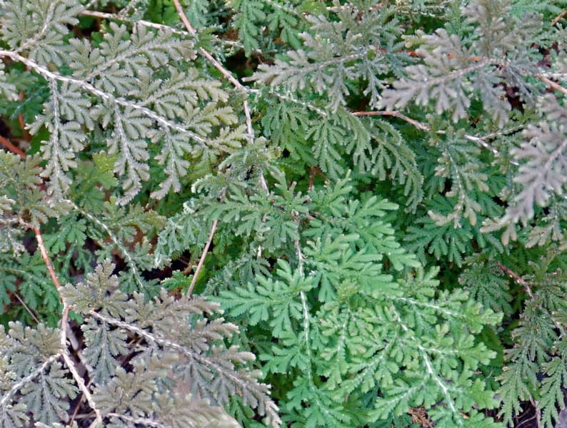 Selaginella braunii (Arborvitae Fern) - thumbnail 2