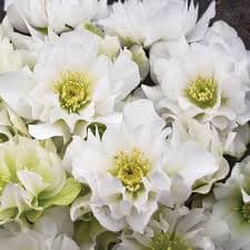 Helleborus Wedding Party® ‘Wedding Bells’
