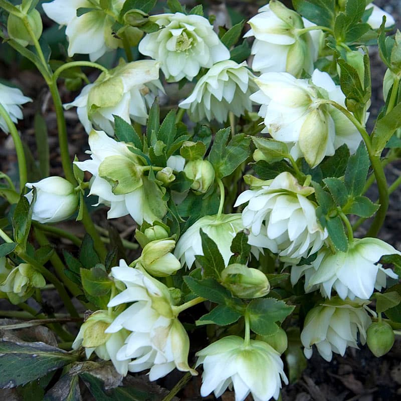 Helleborus Wedding Party® ‘Wedding Bells’ - thumbnail 2