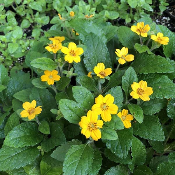 Chrysogonum virginianum ‘Pierre’ (Green-n-Gold)