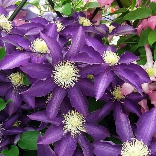 Clematis ‘Haku Ookan’
