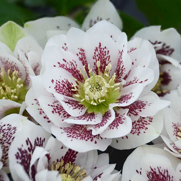 Helleborus Wedding Party® ‘Confetti Cake’