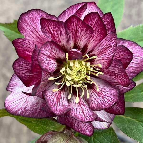 Helleborus Wedding Party® ‘Whirlwind Romance’