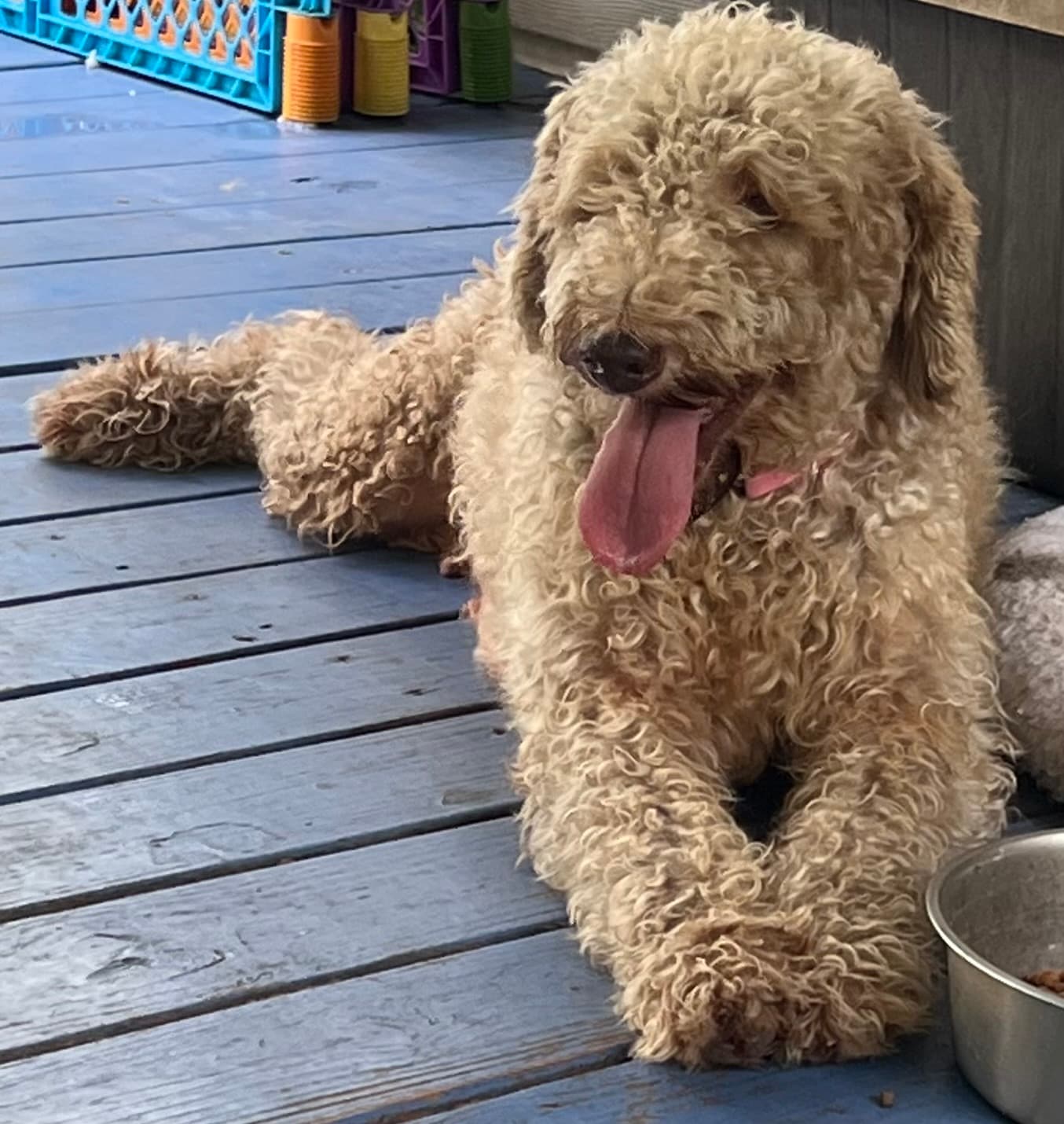 Adopted: Miss Kitty: F1B Light Chocolate/ Silver Labradoodle