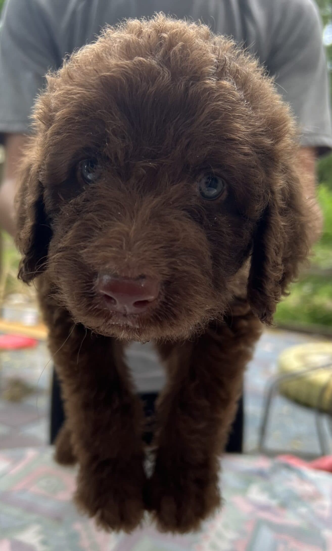 Adopted: Mocha Orange collar Boy: Chocolate multi generation Labradoodle