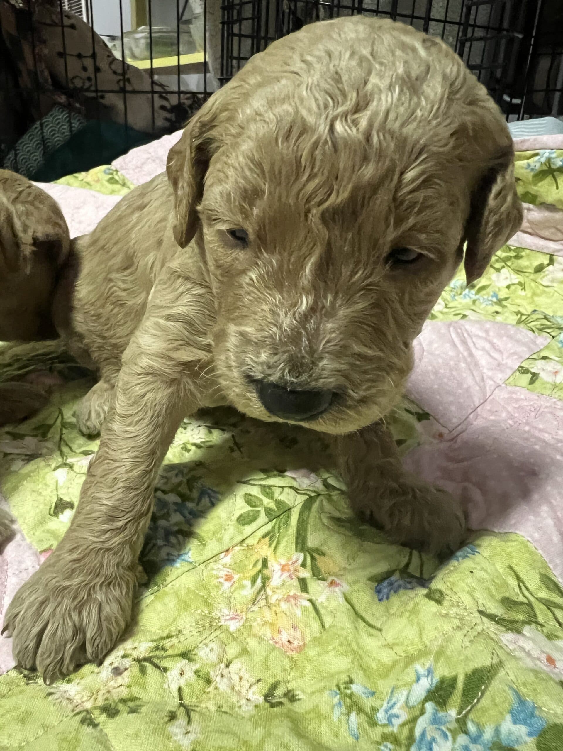 Adopted: Daisy’s Pink collar Girl: Multi Generation Cream/ Tan Parti Multi Generation Mini/ Medium Goldendoodle - thumbnail 2