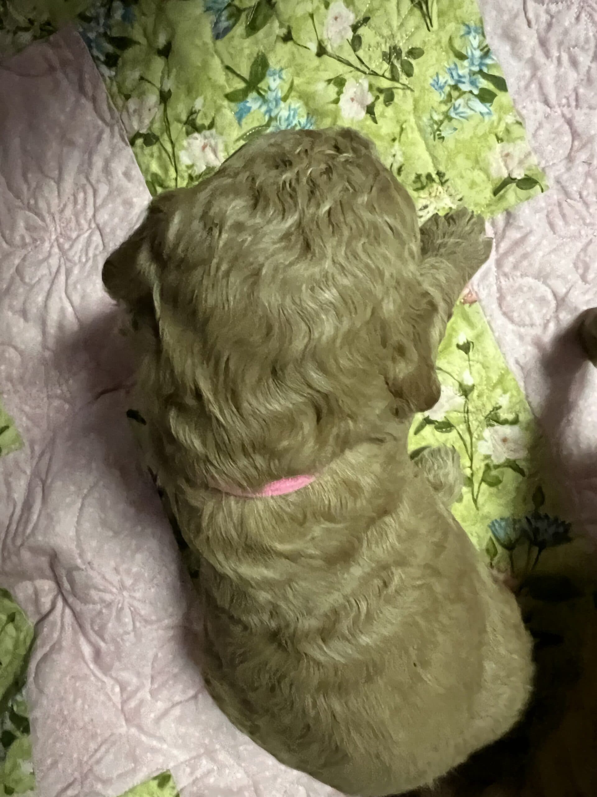 Adopted: Daisy’s Pink collar Girl: Multi Generation Cream/ Tan Parti Multi Generation Mini/ Medium Goldendoodle - thumbnail 4