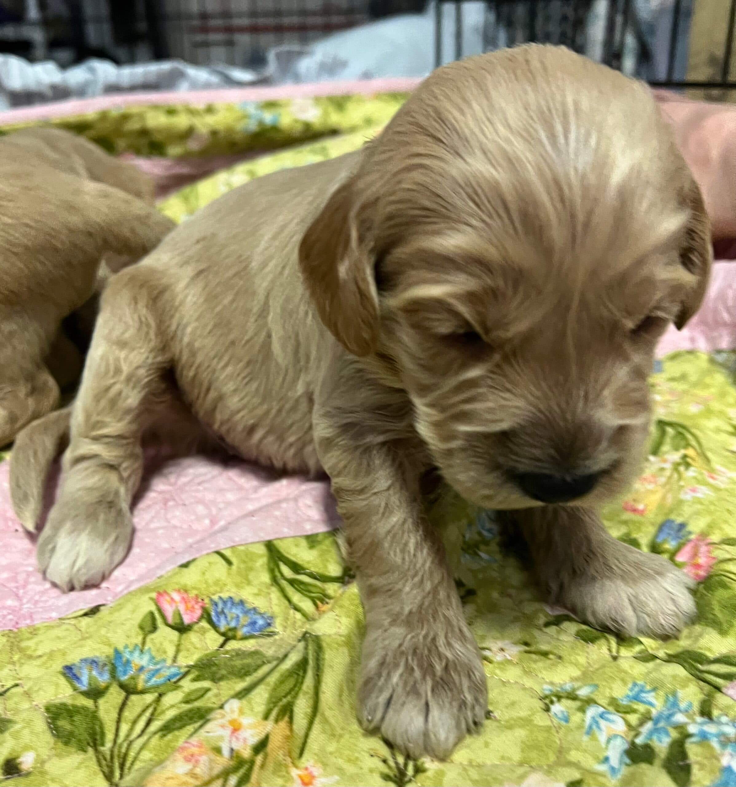 Adopted: Daisy’s Green collar boy: Multi Generation Cream/ Tan Multi Generation Mini/ Medium Goldendoodle - thumbnail 3