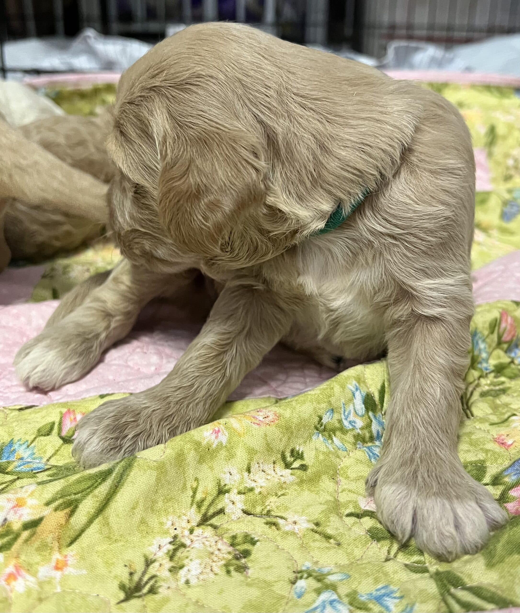 Adopted: Daisy’s Green collar boy: Multi Generation Cream/ Tan Multi Generation Mini/ Medium Goldendoodle - thumbnail 4
