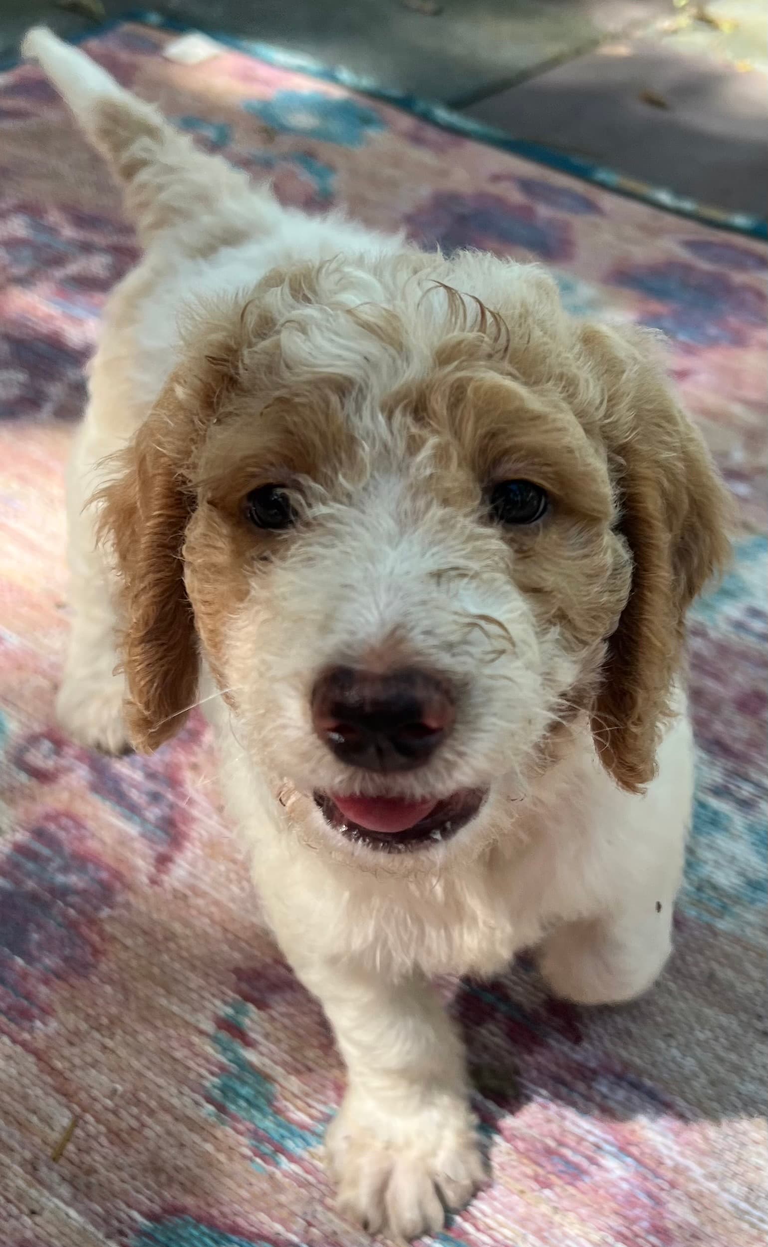 Daisy’s Red collar boy: Multi Generation Cream/ Tan Parti Multi Generation Mini/ Medium Goldendoodle - thumbnail 10