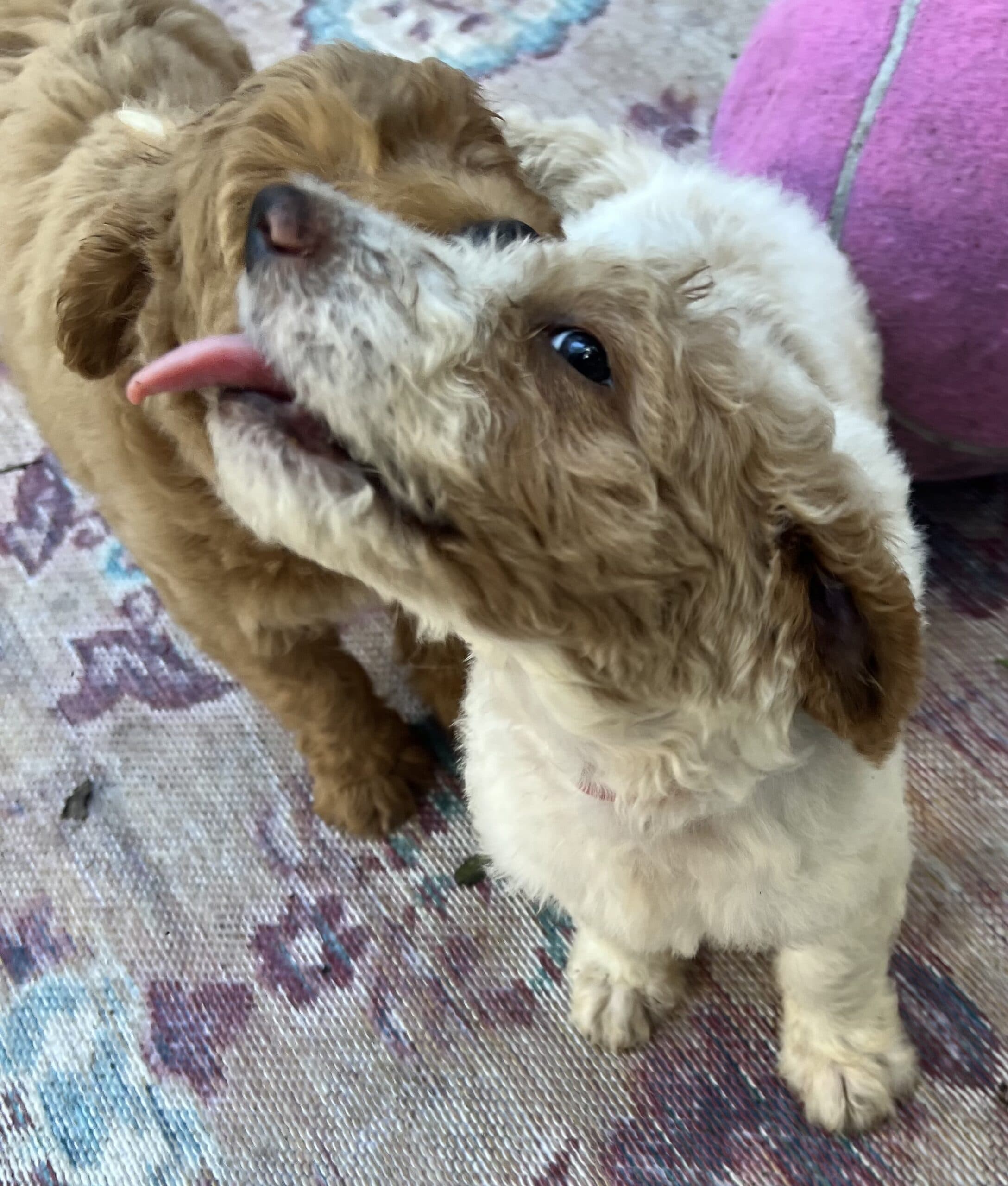 Daisy’s Red collar boy: Multi Generation Cream/ Tan Parti Multi Generation Mini/ Medium Goldendoodle - thumbnail 9