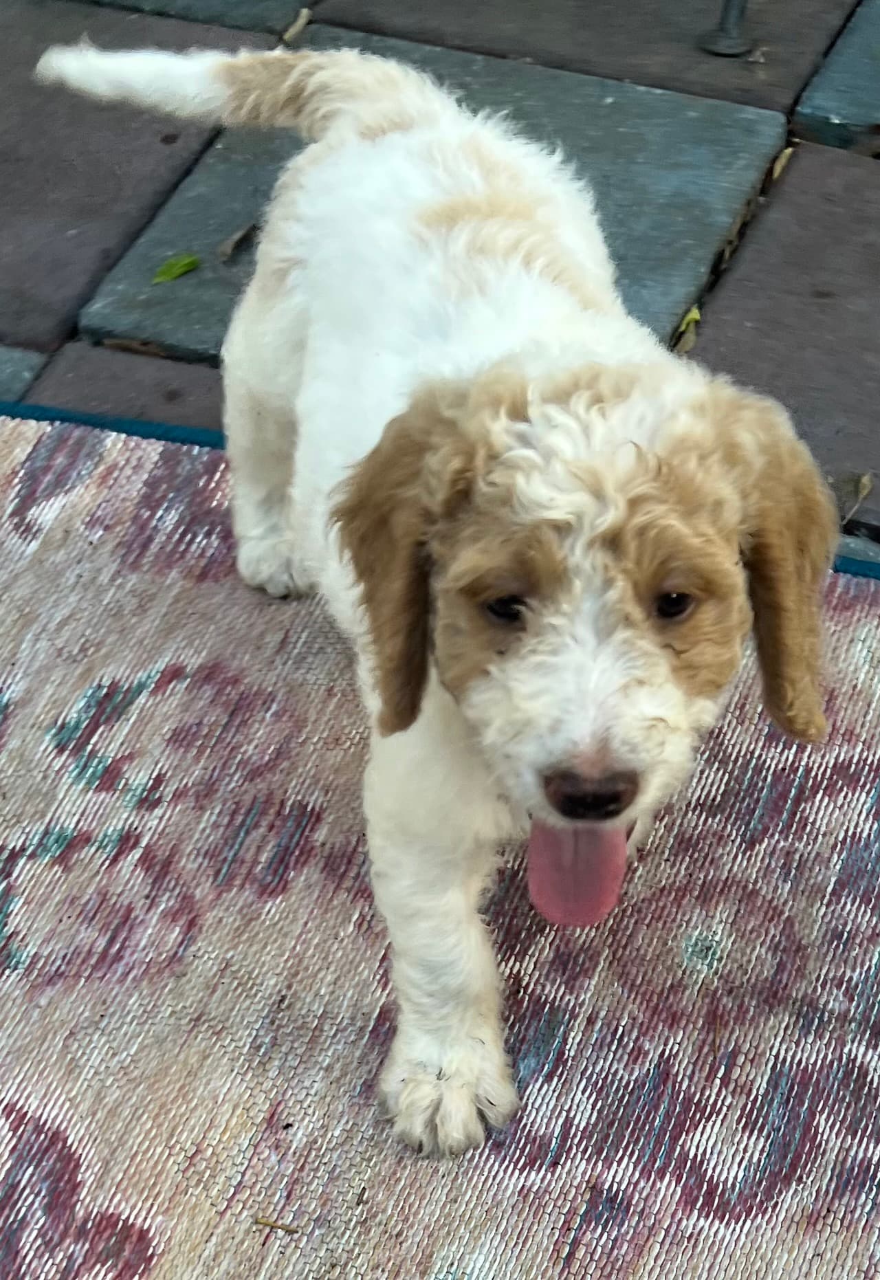 Daisy’s Red collar boy: Multi Generation Cream/ Tan Parti Multi Generation Mini/ Medium Goldendoodle - thumbnail 7