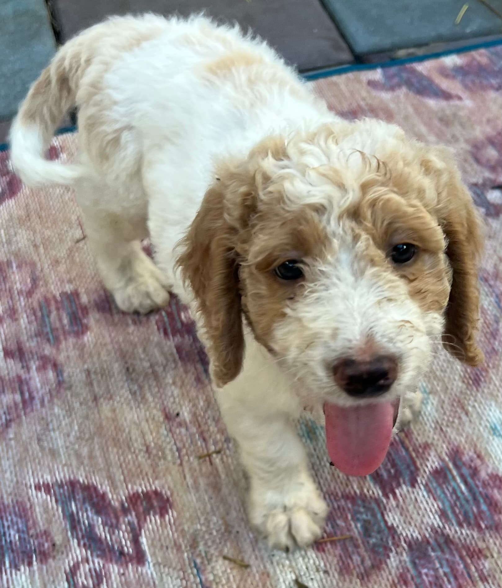 Daisy’s Red collar boy: Multi Generation Cream/ Tan Parti Multi Generation Mini/ Medium Goldendoodle - thumbnail 6