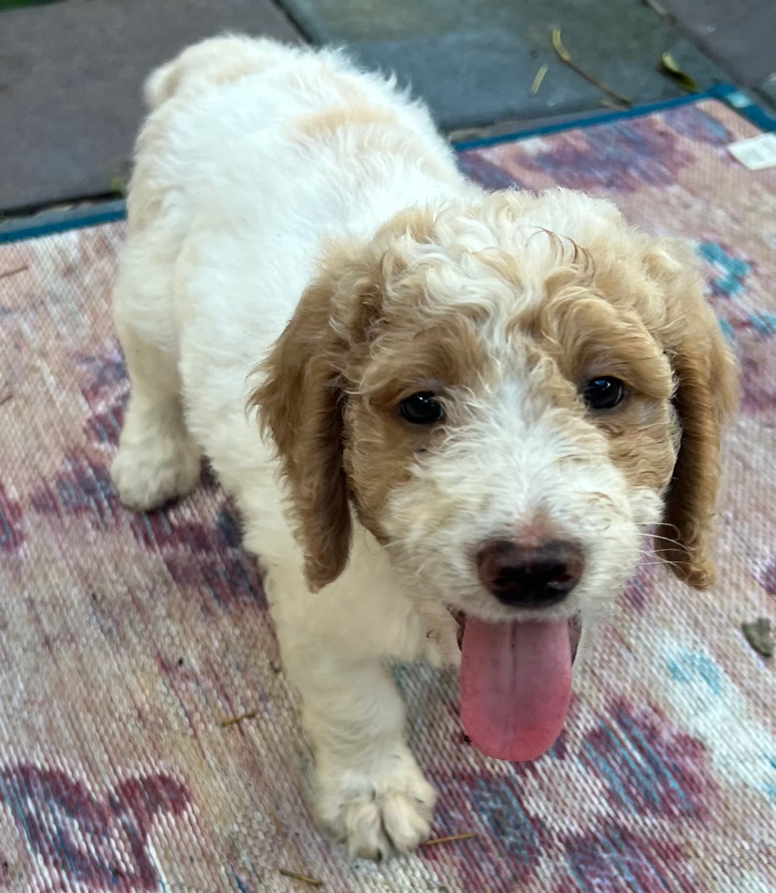 Daisy’s Red collar boy: Multi Generation Cream/ Tan Parti Multi Generation Mini/ Medium Goldendoodle - thumbnail 5