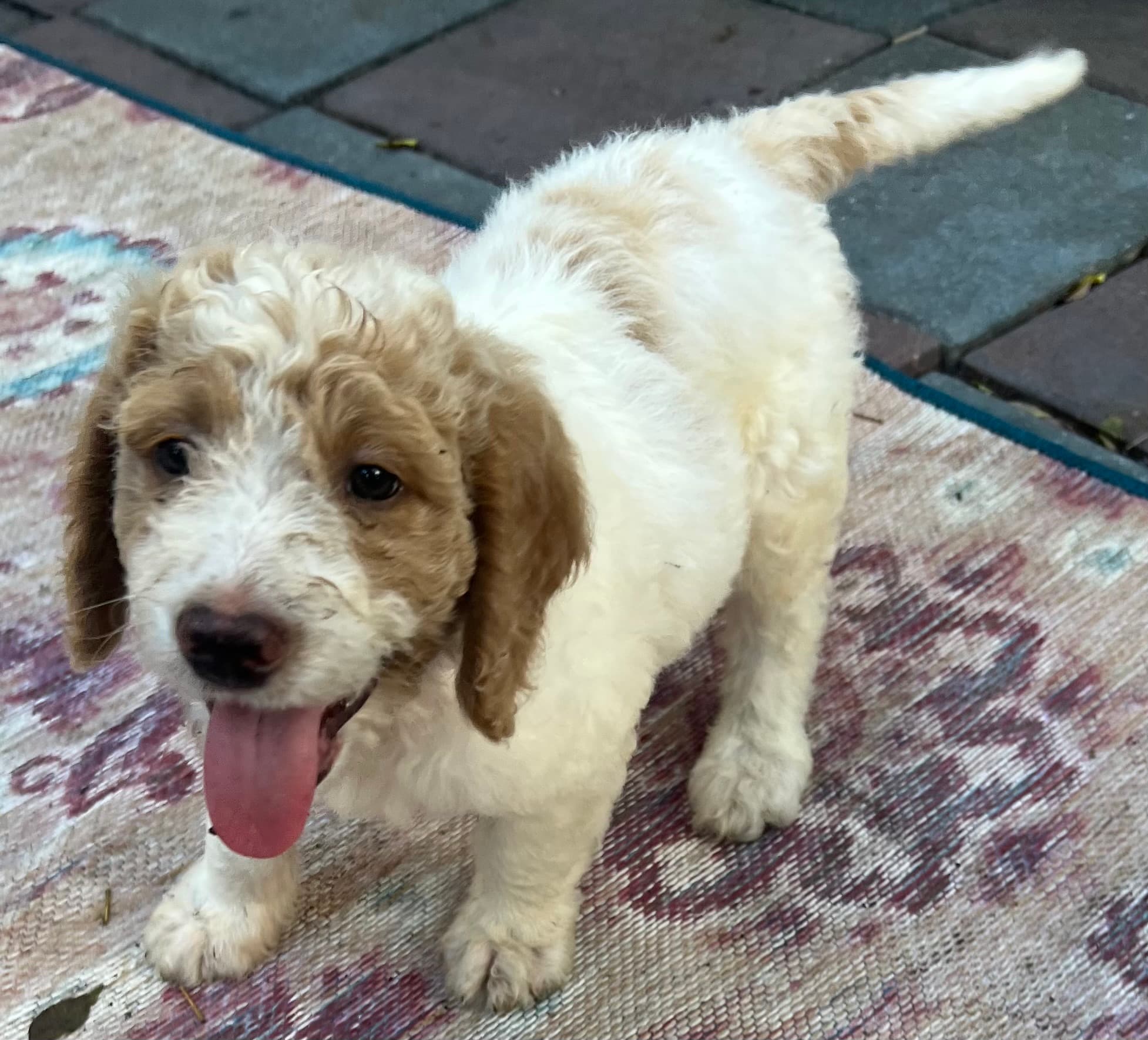 Daisy’s Red collar boy: Multi Generation Cream/ Tan Parti Multi Generation Mini/ Medium Goldendoodle - thumbnail 4