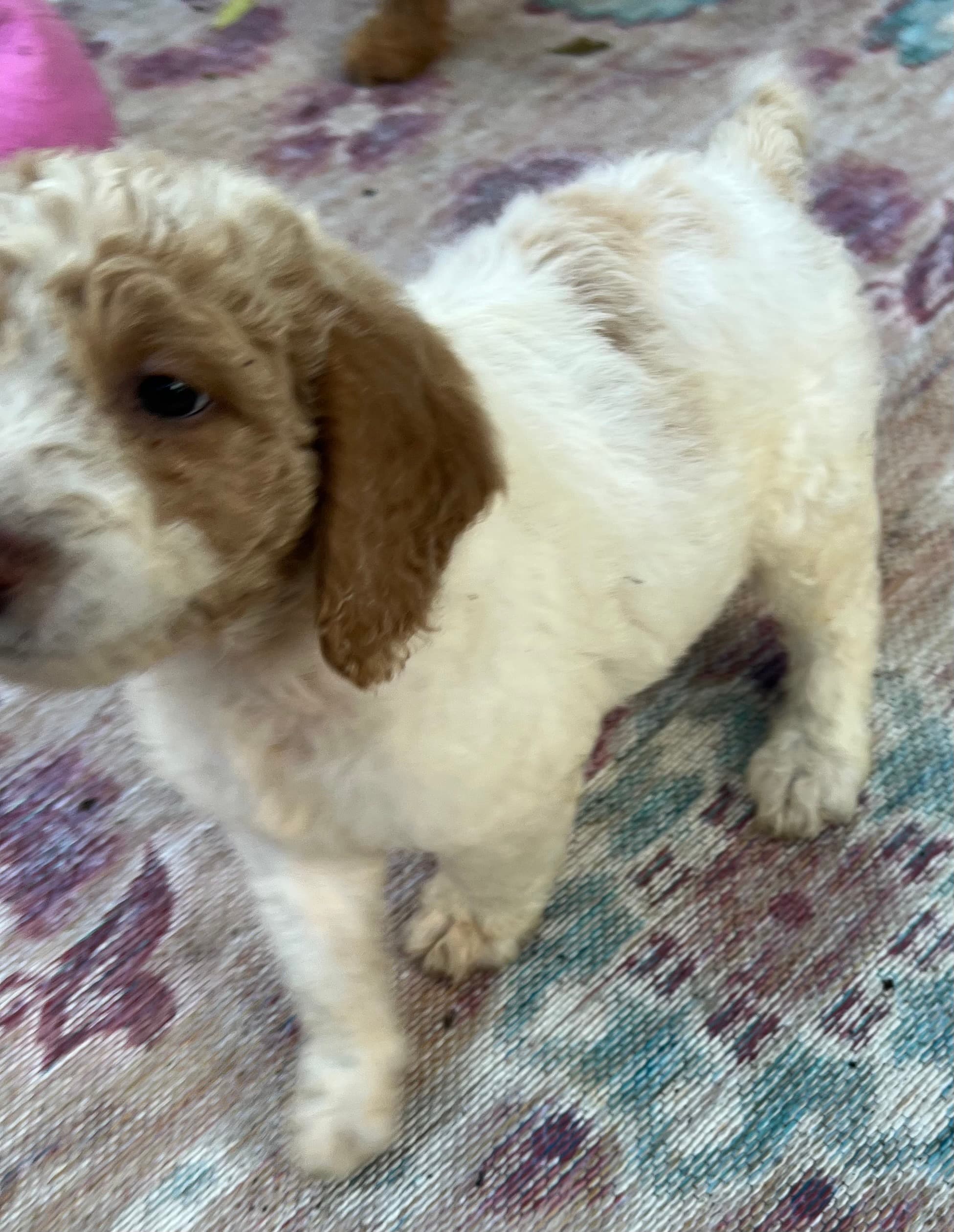 Daisy’s Red collar boy: Multi Generation Cream/ Tan Parti Multi Generation Mini/ Medium Goldendoodle - thumbnail 3