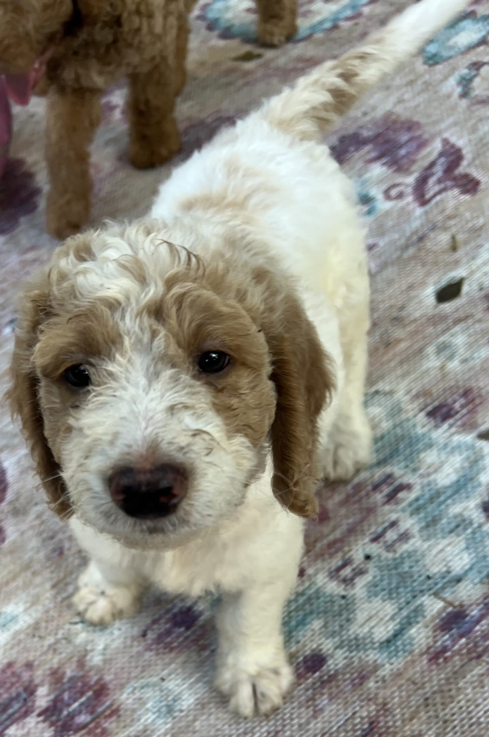 Daisy’s Red collar boy: Multi Generation Cream/ Tan Parti Multi Generation Mini/ Medium Goldendoodle - thumbnail 2
