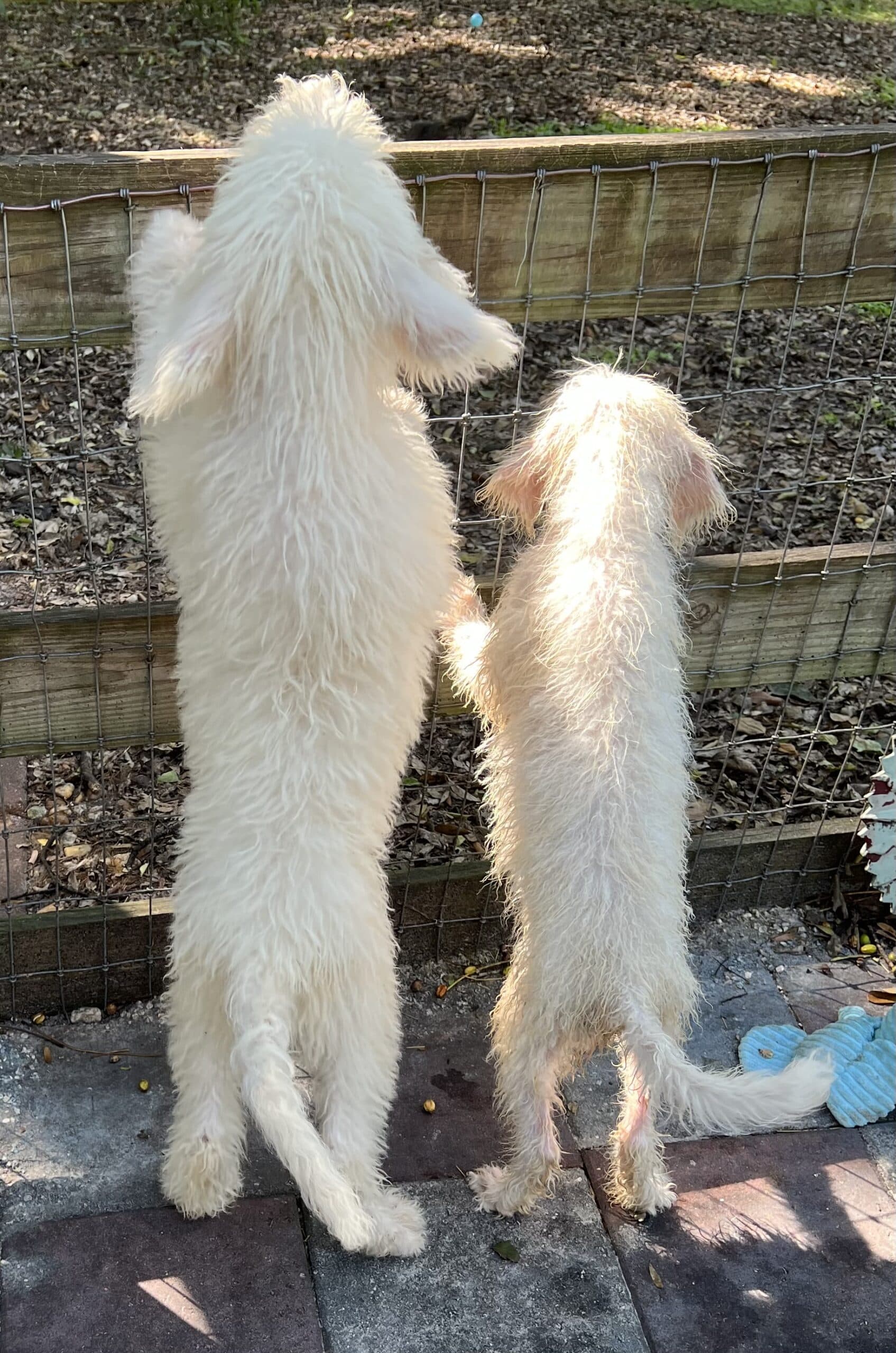 Cocoa’s Purple Collar Girl: Multi Generation White Labradoodle - thumbnail 10