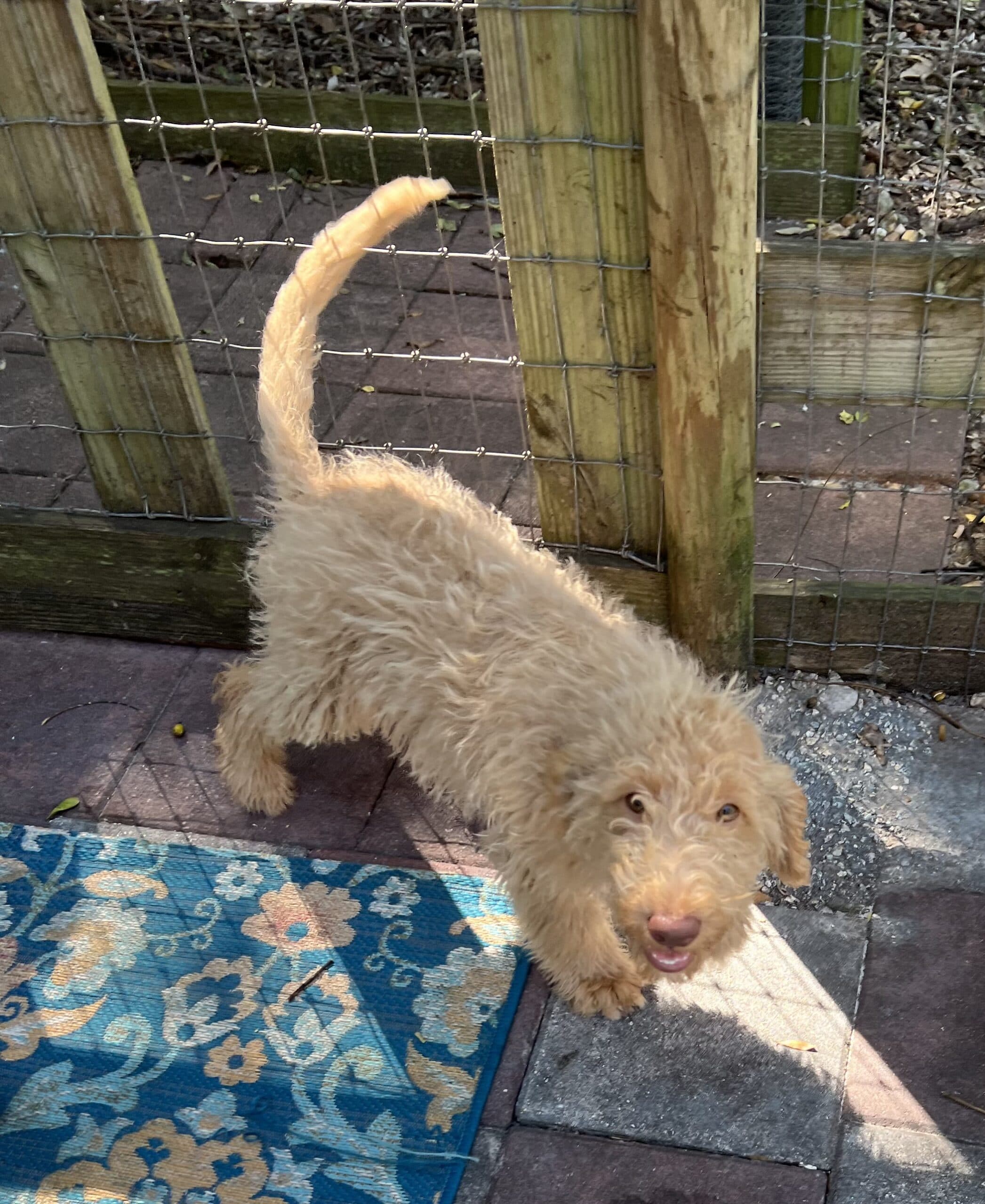 Cocoa’s Orange Collar Boy: Multi Generation Creamy White Labradoodle - thumbnail 10
