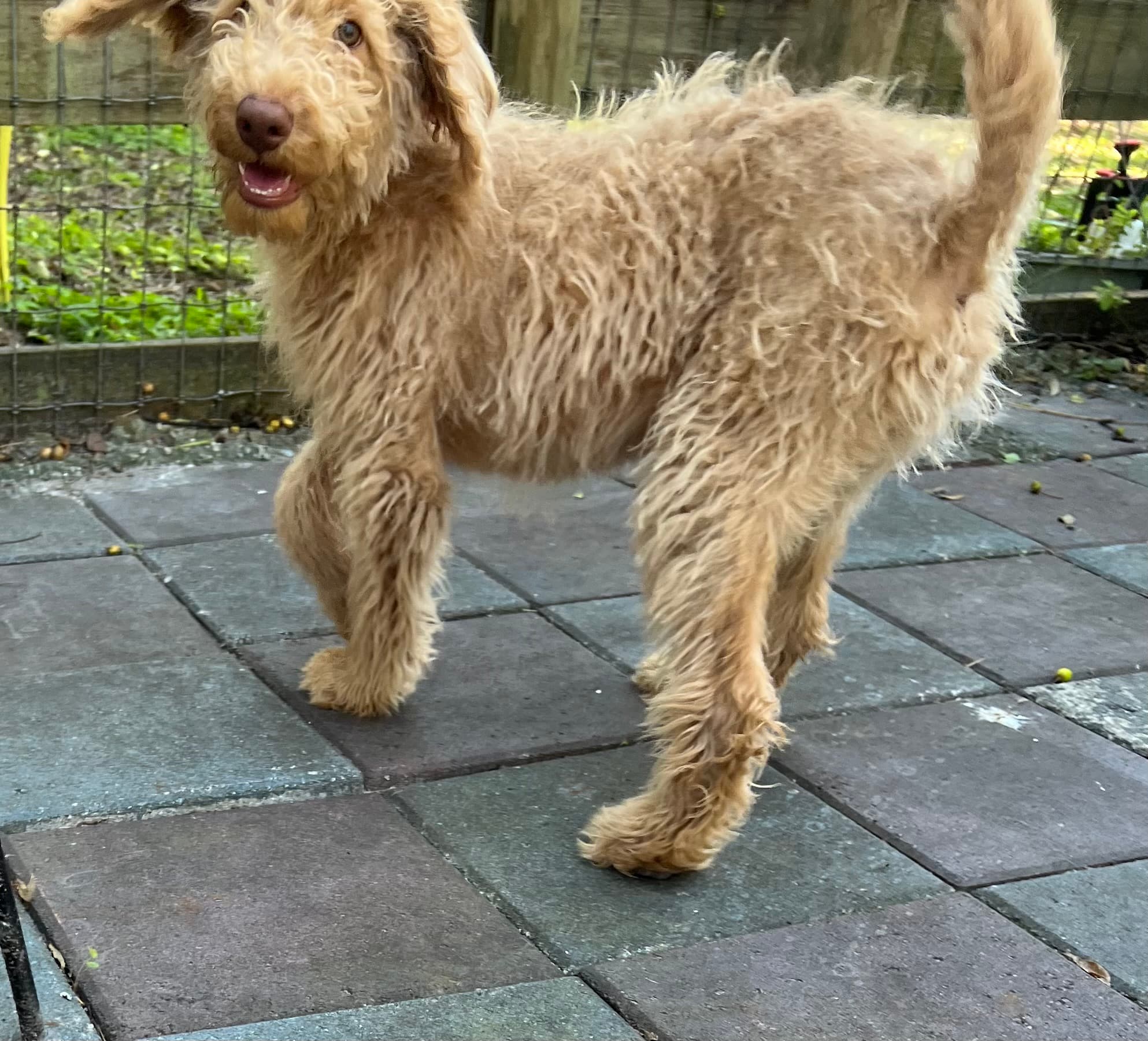 Cocoa’s Orange Collar Boy: Multi Generation Creamy White Labradoodle - thumbnail 9
