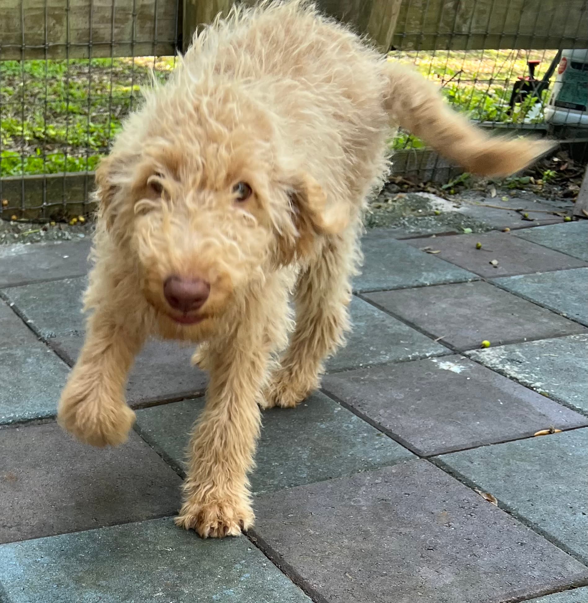 Cocoa’s Orange Collar Boy: Multi Generation Creamy White Labradoodle - thumbnail 8