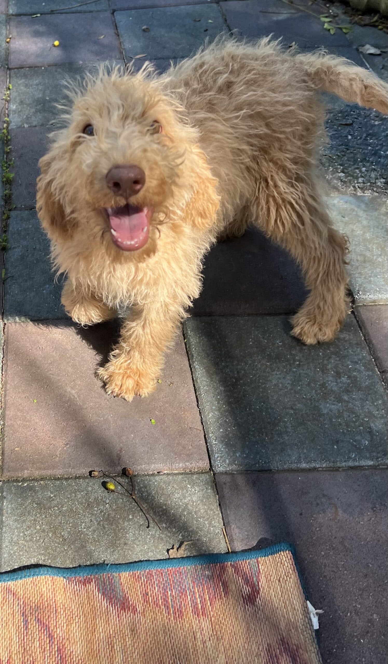 Cocoa’s Orange Collar Boy: Multi Generation Creamy White Labradoodle - thumbnail 7