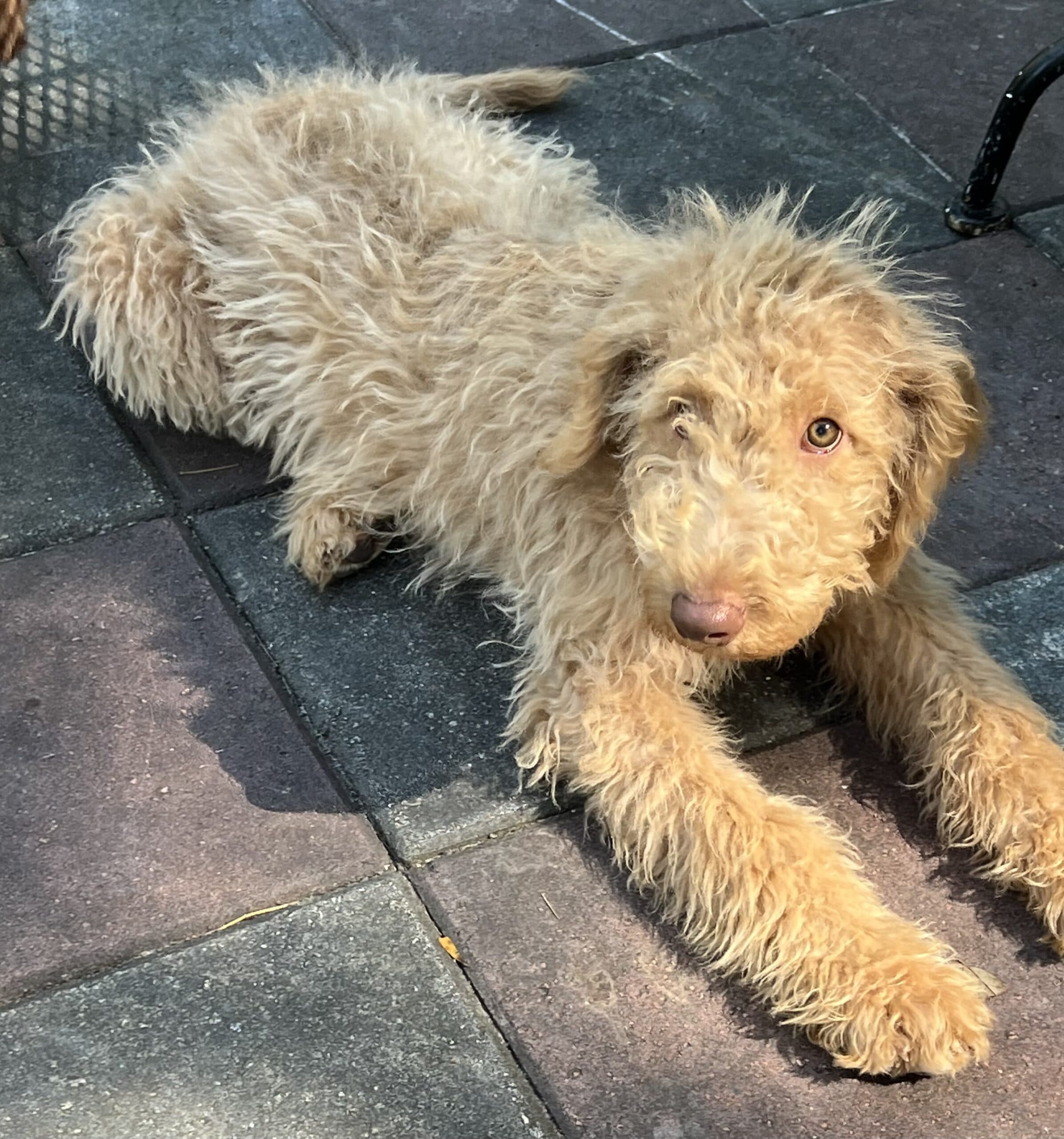 Cocoa’s Orange Collar Boy: Multi Generation Creamy White Labradoodle - thumbnail 6