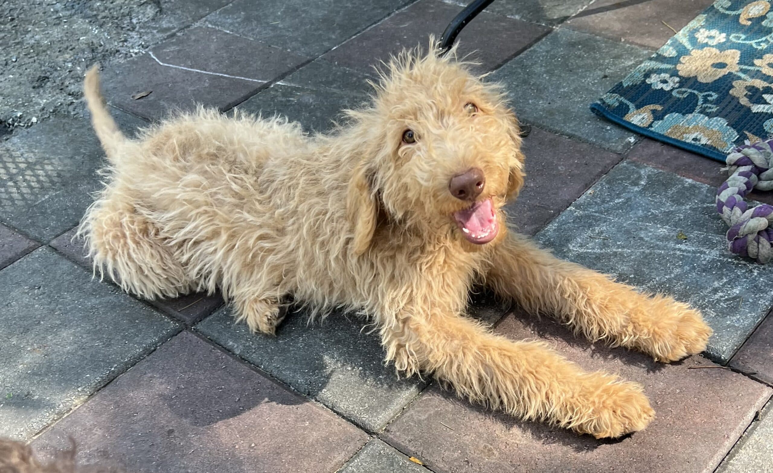 Cocoa’s Orange Collar Boy: Multi Generation Creamy White Labradoodle - thumbnail 5