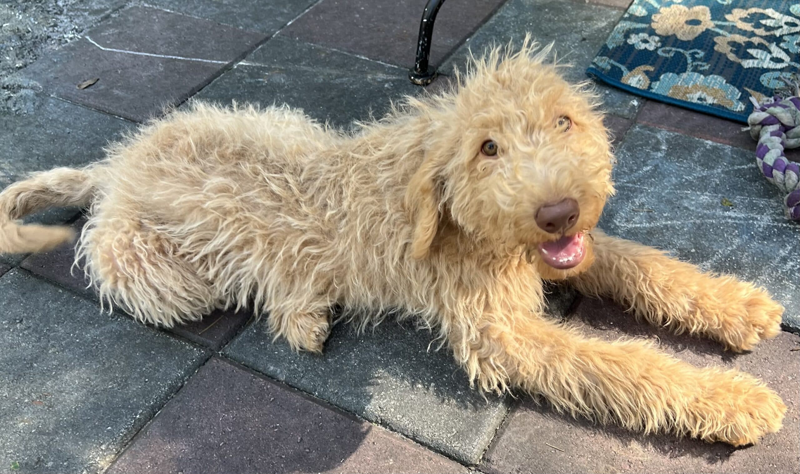 Cocoa’s Orange Collar Boy: Multi Generation Creamy White Labradoodle - thumbnail 4