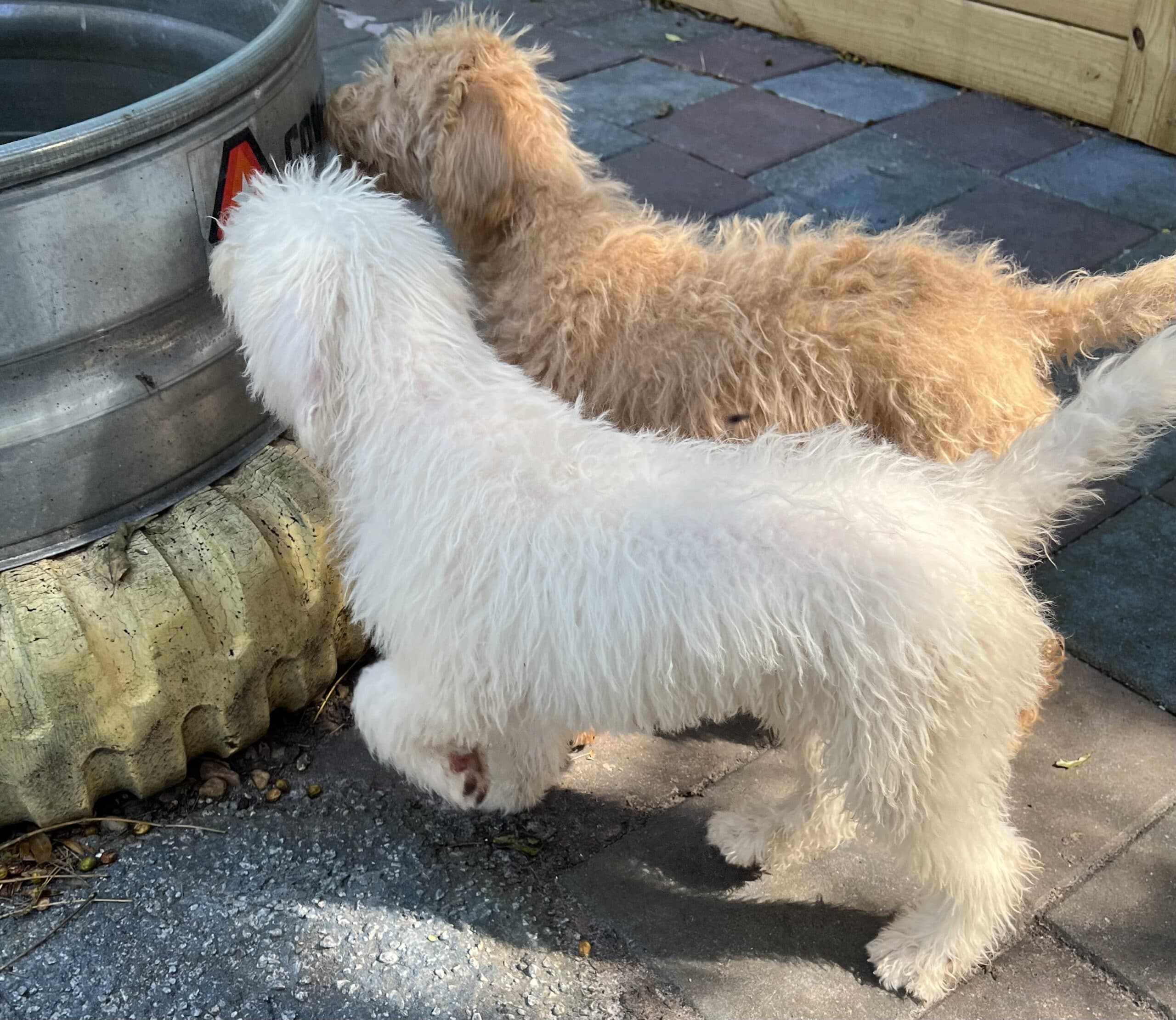 Cocoa’s Orange Collar Boy: Multi Generation Creamy White Labradoodle - thumbnail 3