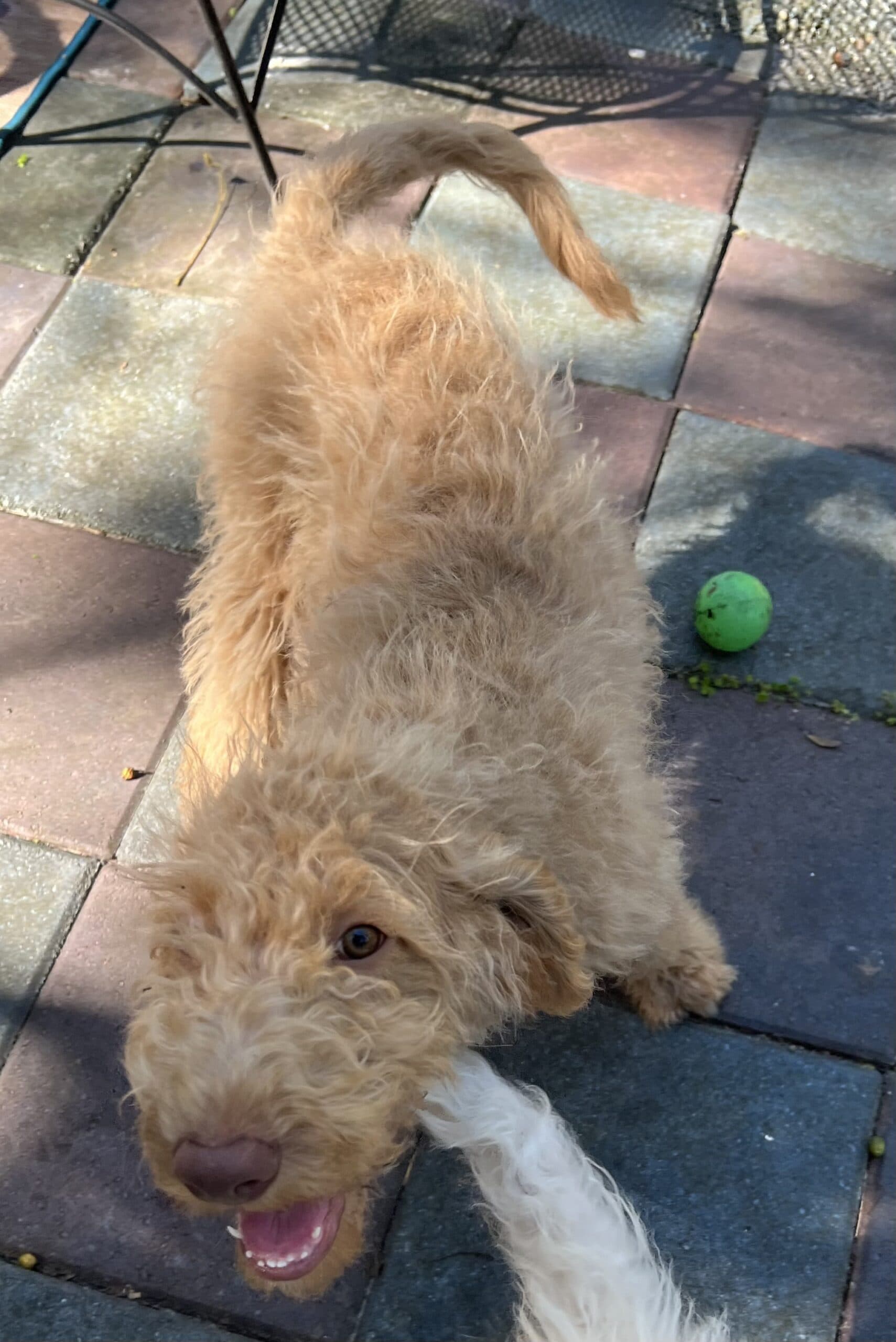 Cocoa’s Orange Collar Boy: Multi Generation Creamy White Labradoodle - thumbnail 2
