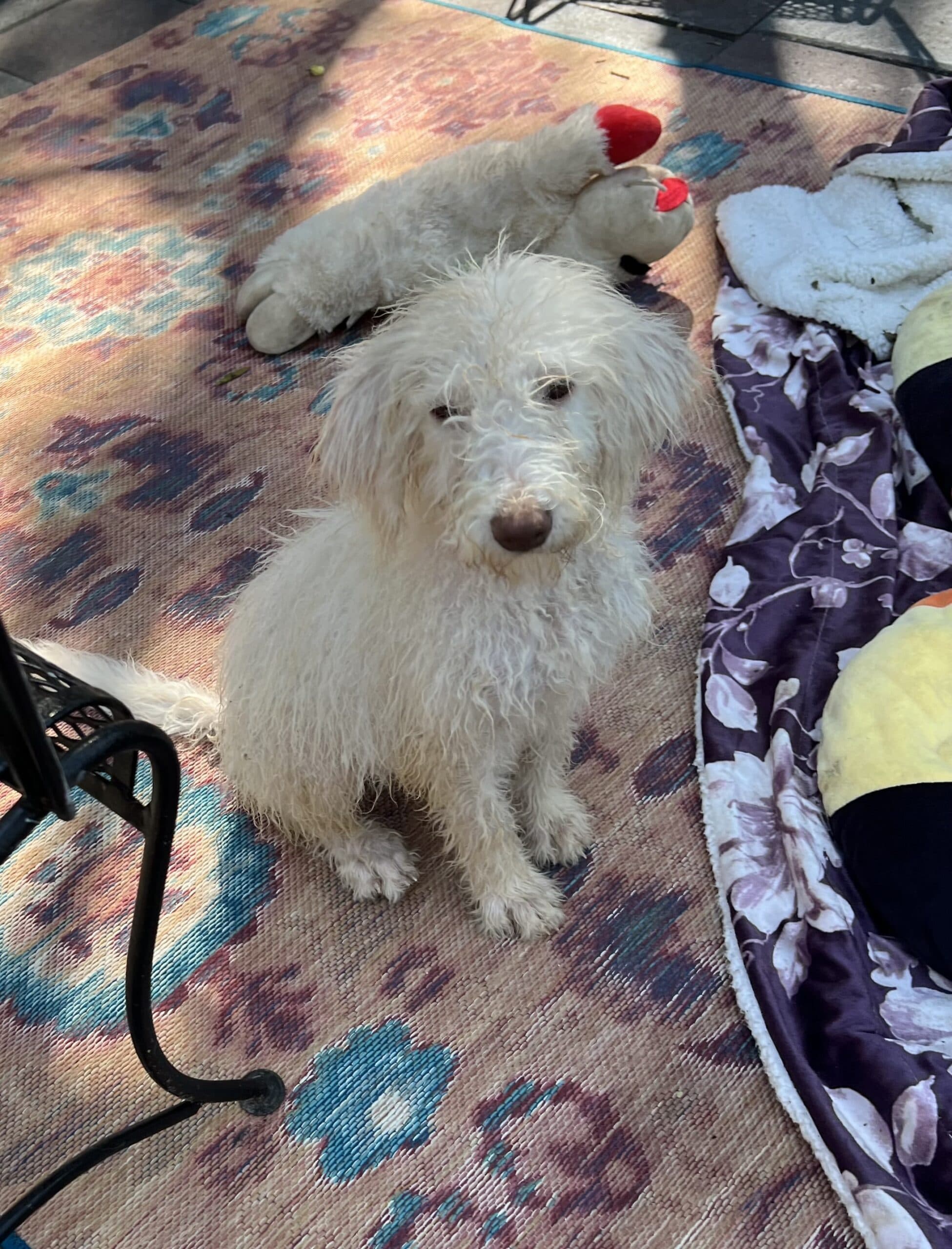 Cocoa’s Purple Collar Girl: Multi Generation White Labradoodle - thumbnail 9
