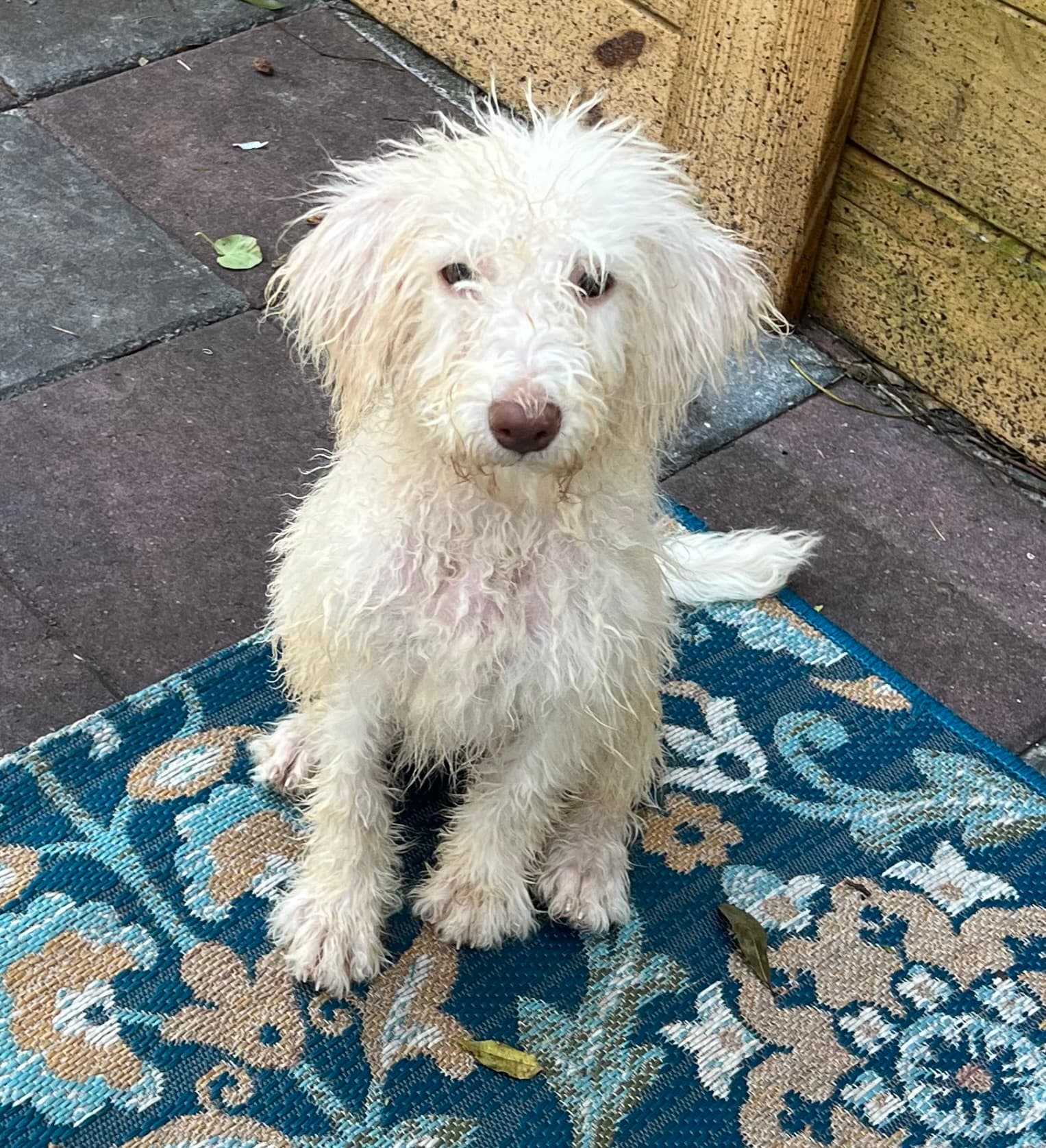 Cocoa’s Purple Collar Girl: Multi Generation White Labradoodle - thumbnail 8