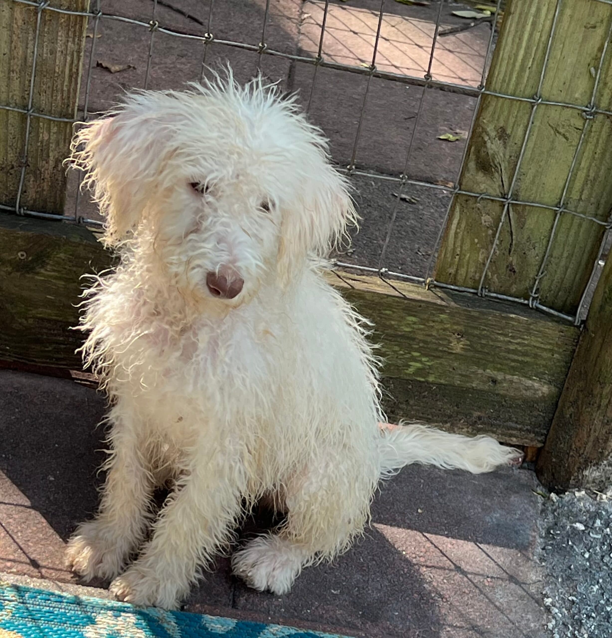 Cocoa’s Purple Collar Girl: Multi Generation White Labradoodle - thumbnail 7