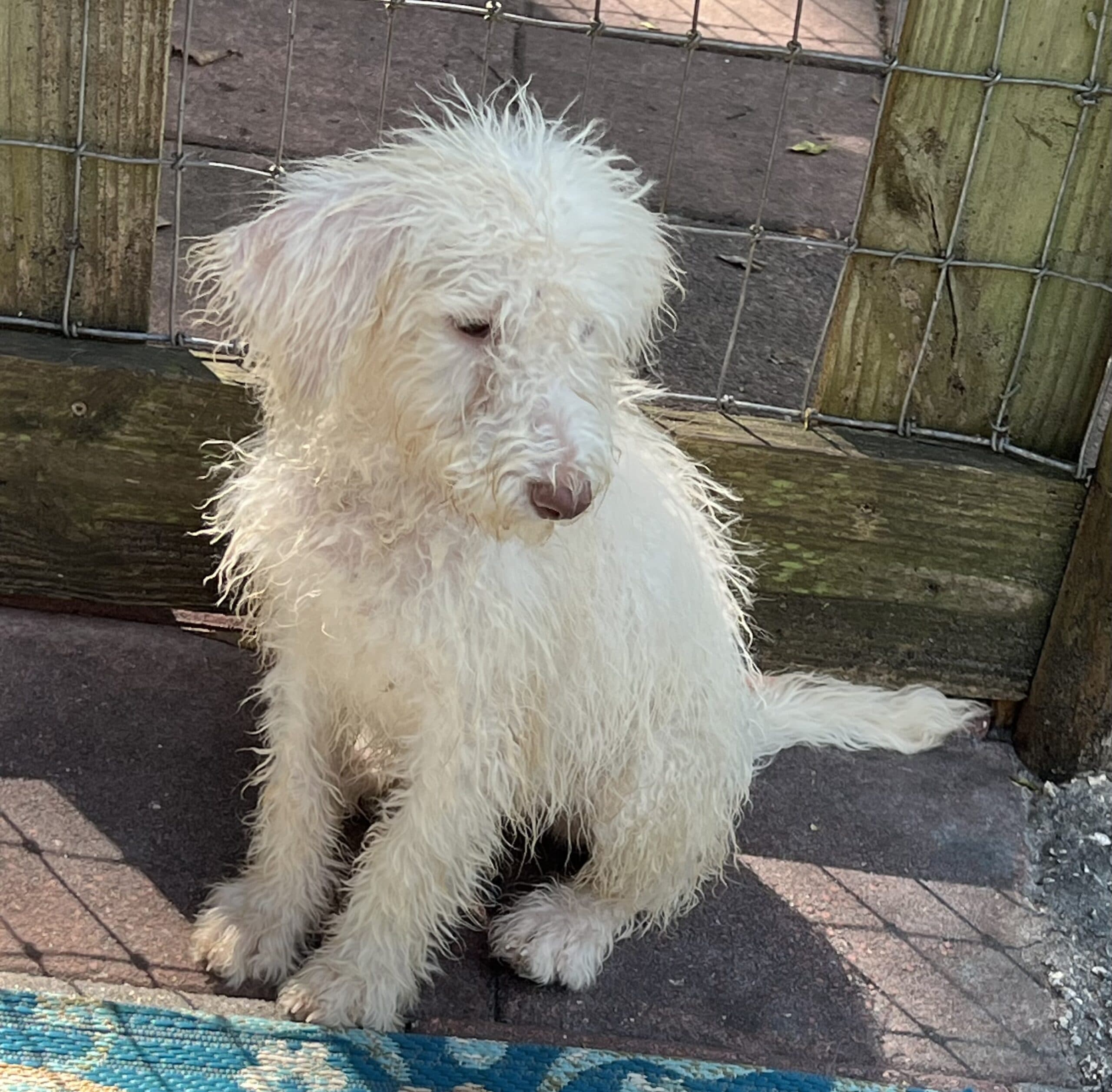 Cocoa’s Purple Collar Girl: Multi Generation White Labradoodle - thumbnail 6