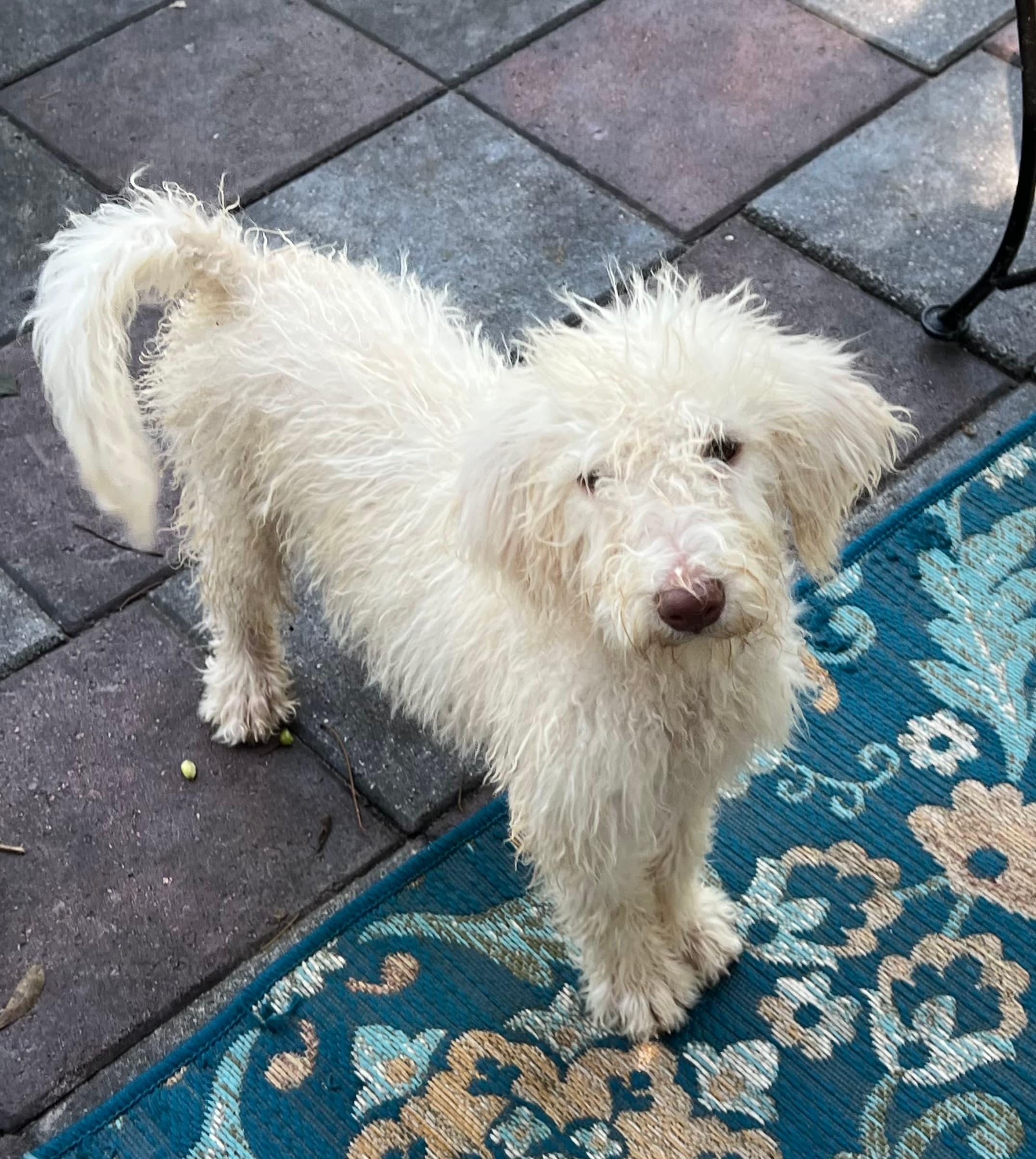 Cocoa’s Purple Collar Girl: Multi Generation White Labradoodle