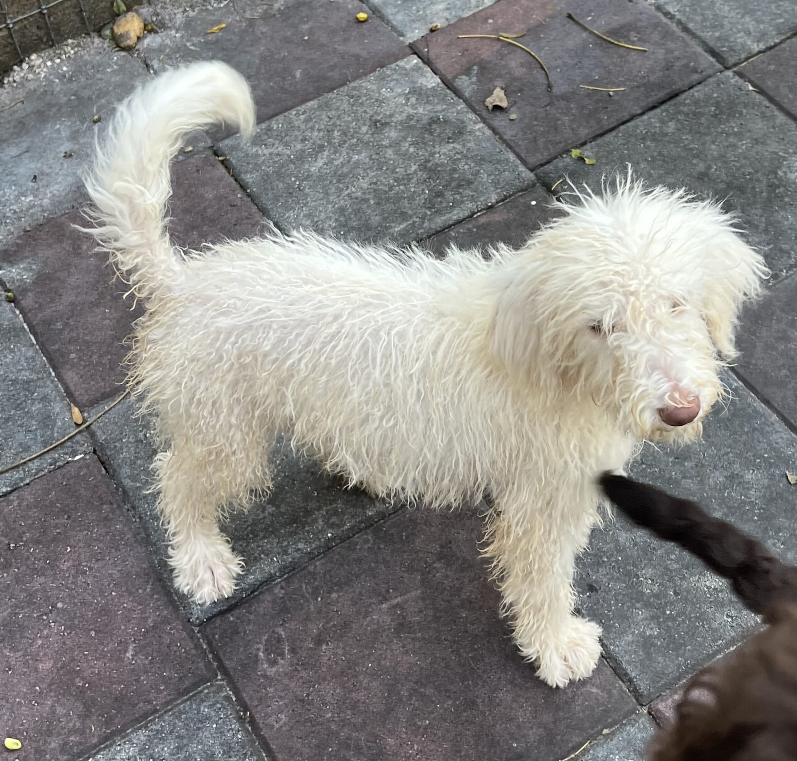 Cocoa’s Purple Collar Girl: Multi Generation White Labradoodle - thumbnail 4