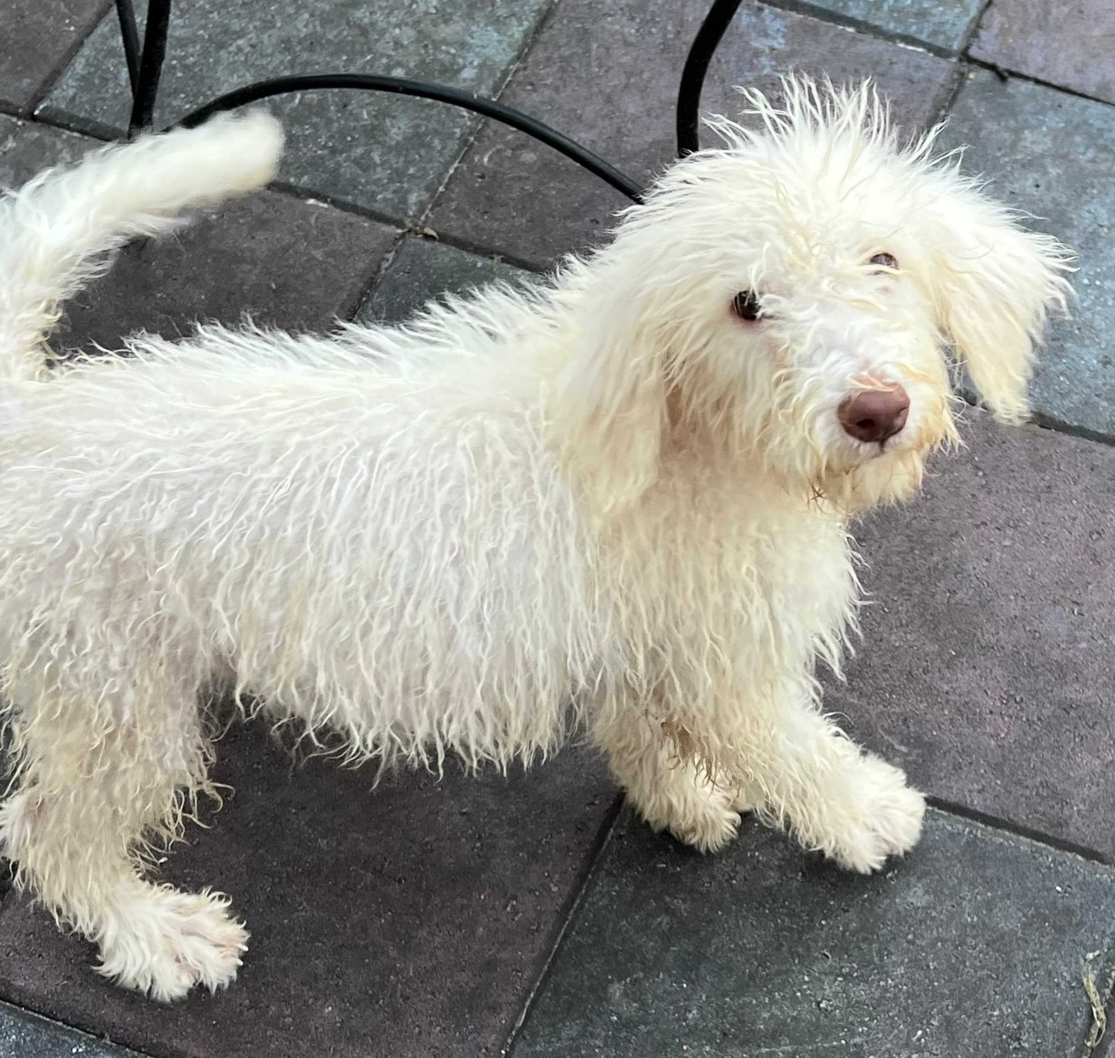 Cocoa’s Purple Collar Girl: Multi Generation White Labradoodle - thumbnail 3