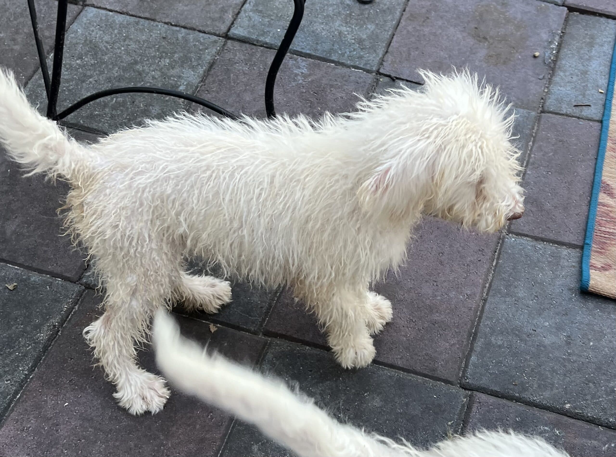 Cocoa’s Purple Collar Girl: Multi Generation White Labradoodle - thumbnail 2