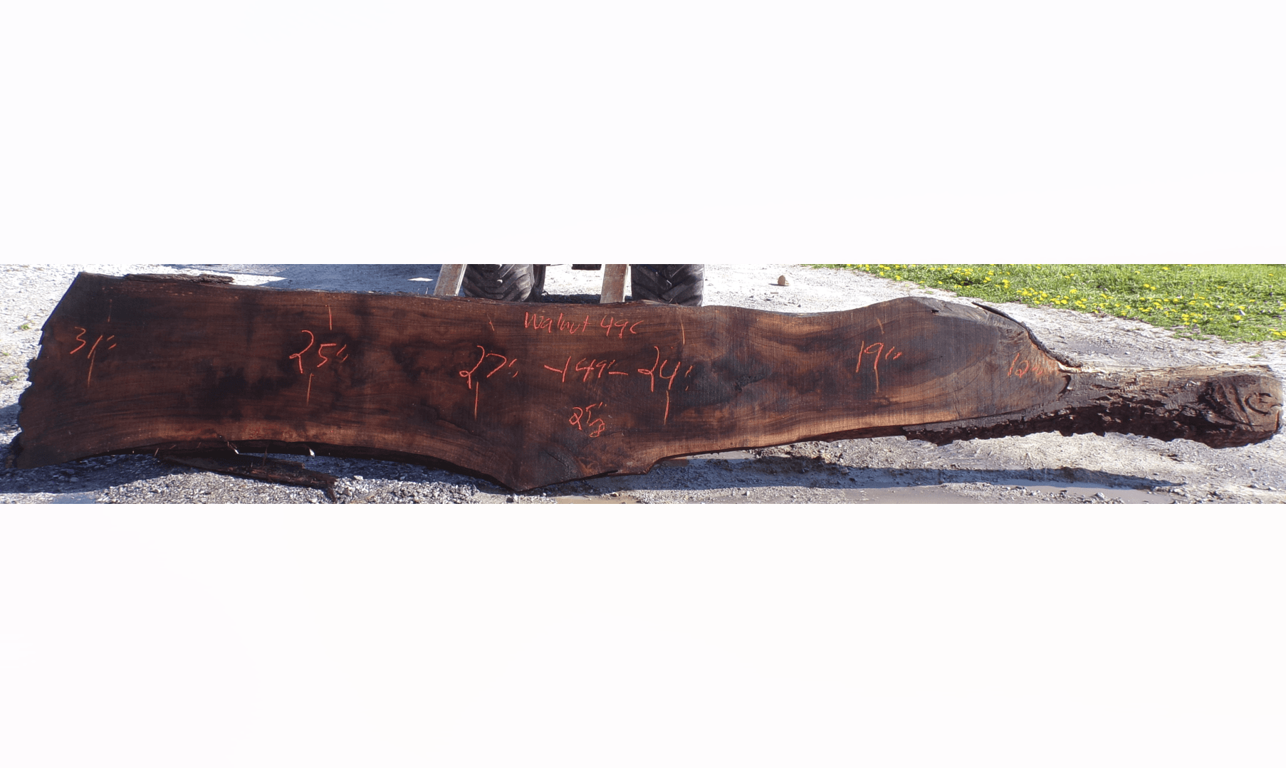 Live Edge Walnut Slab 49C