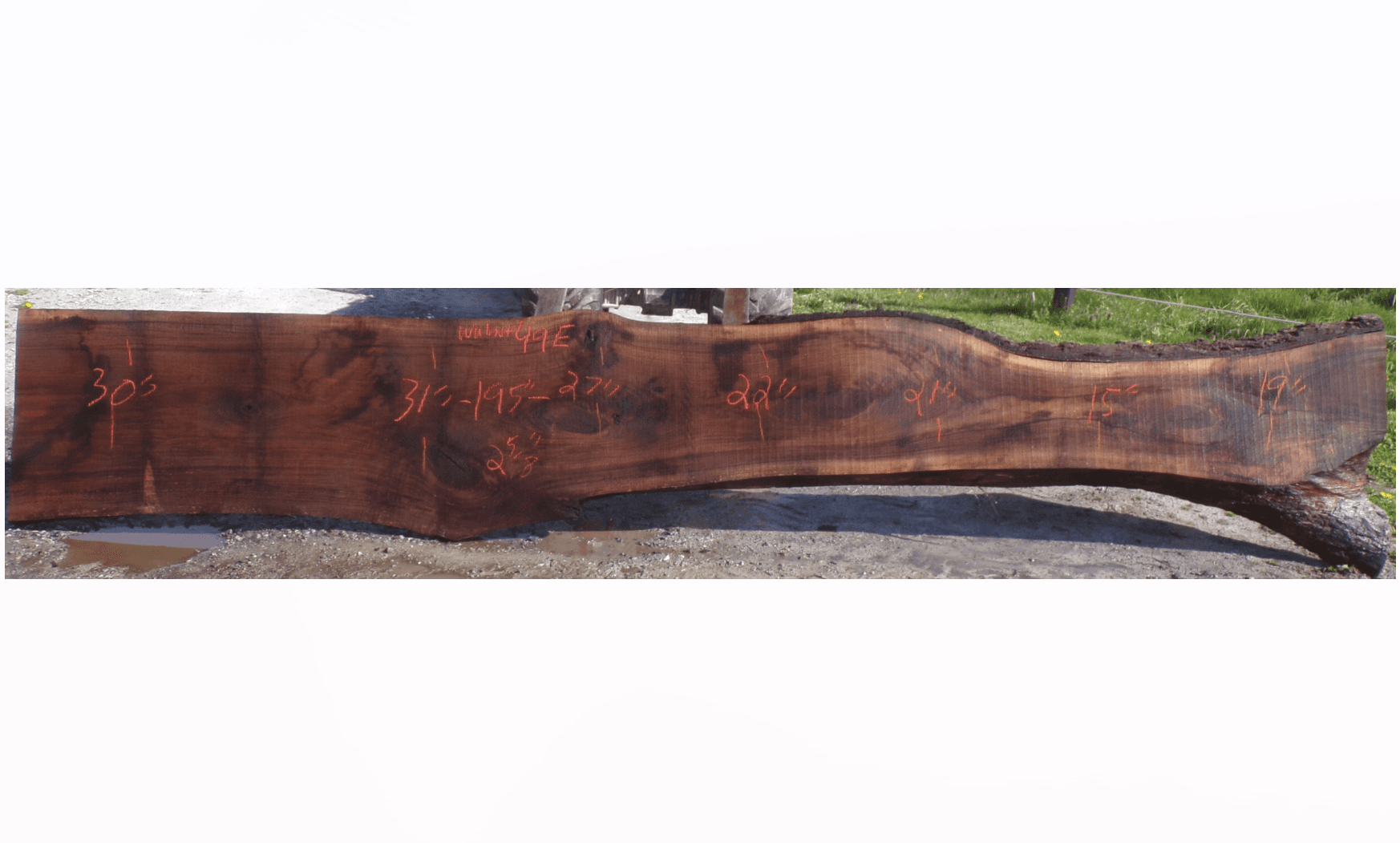 Live Edge Walnut Slab 49E