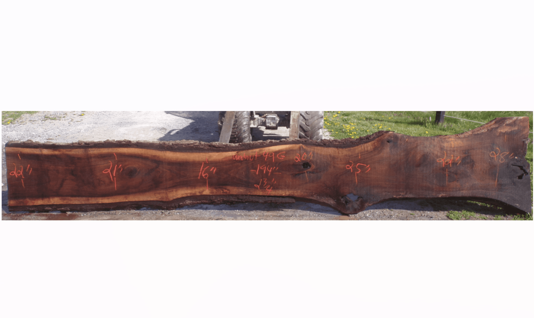 Live Edge Walnut Slab 49G
