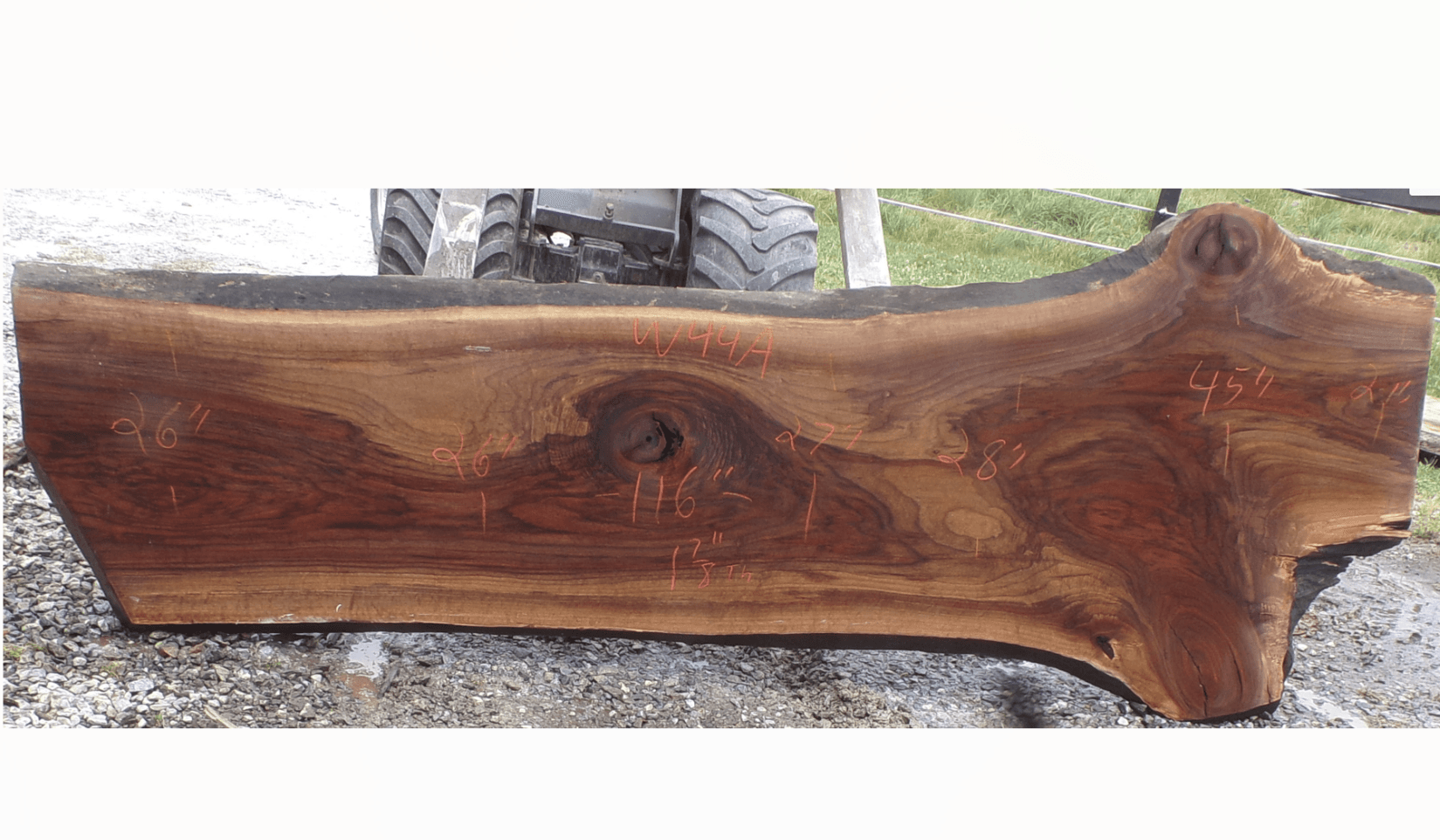 Live Edge Walnut Slab 44A