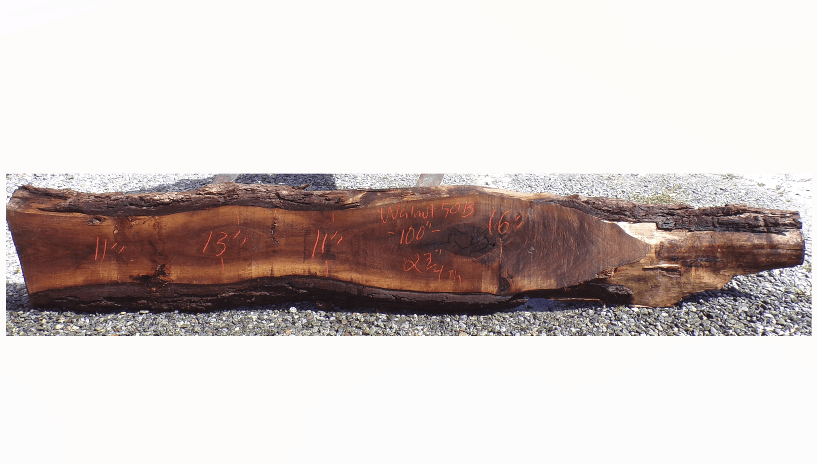 Live Edge Walnut Slab 50B
