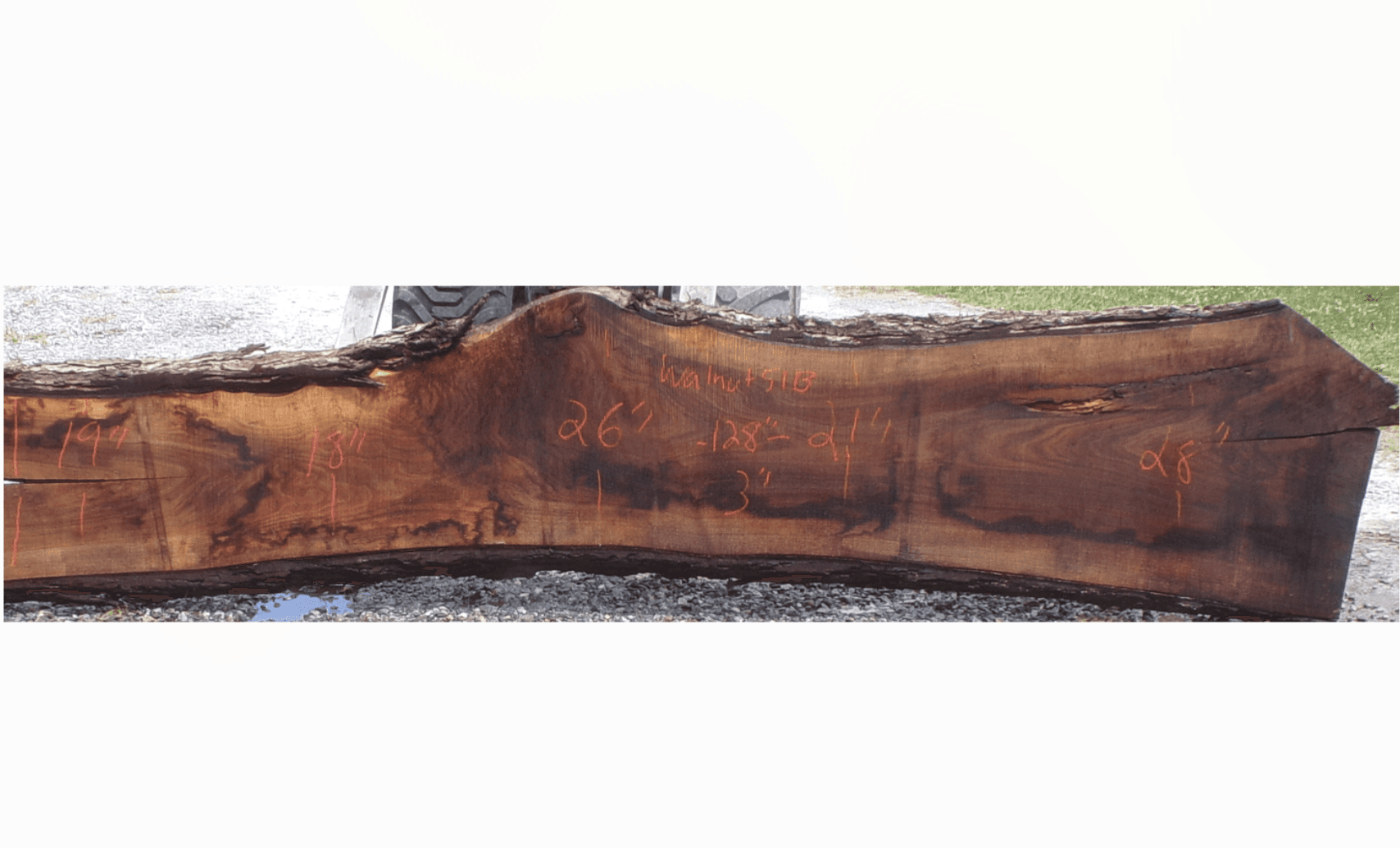 Live Edge Walnut Slab 51B